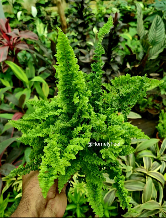 Fluffy Ruffle Fern