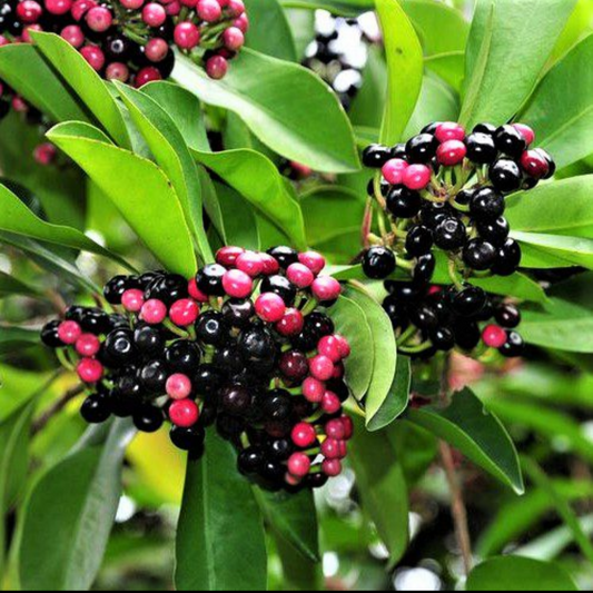Kili Njaval(Ardisia Elliptica)