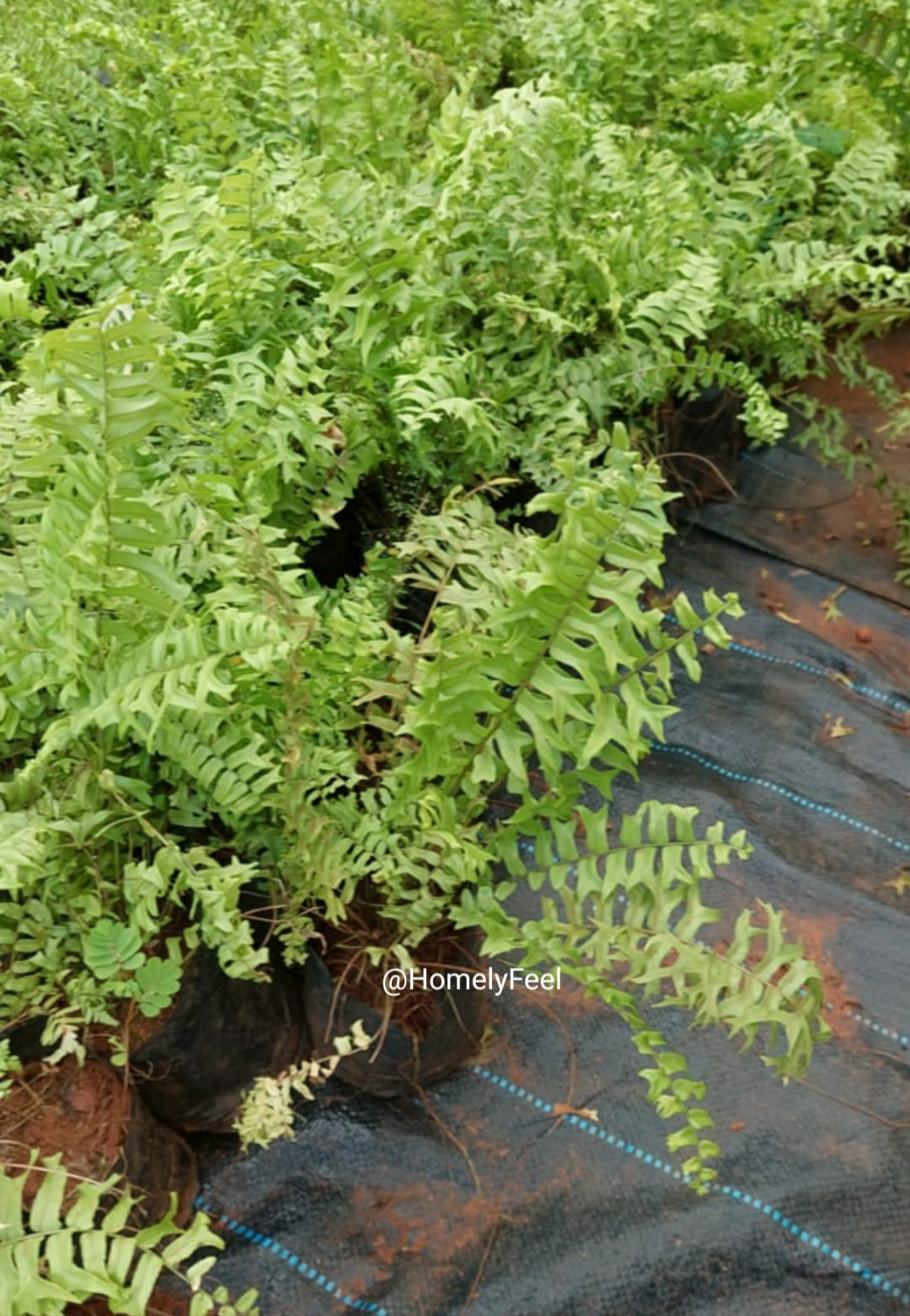 Fishtail Fern