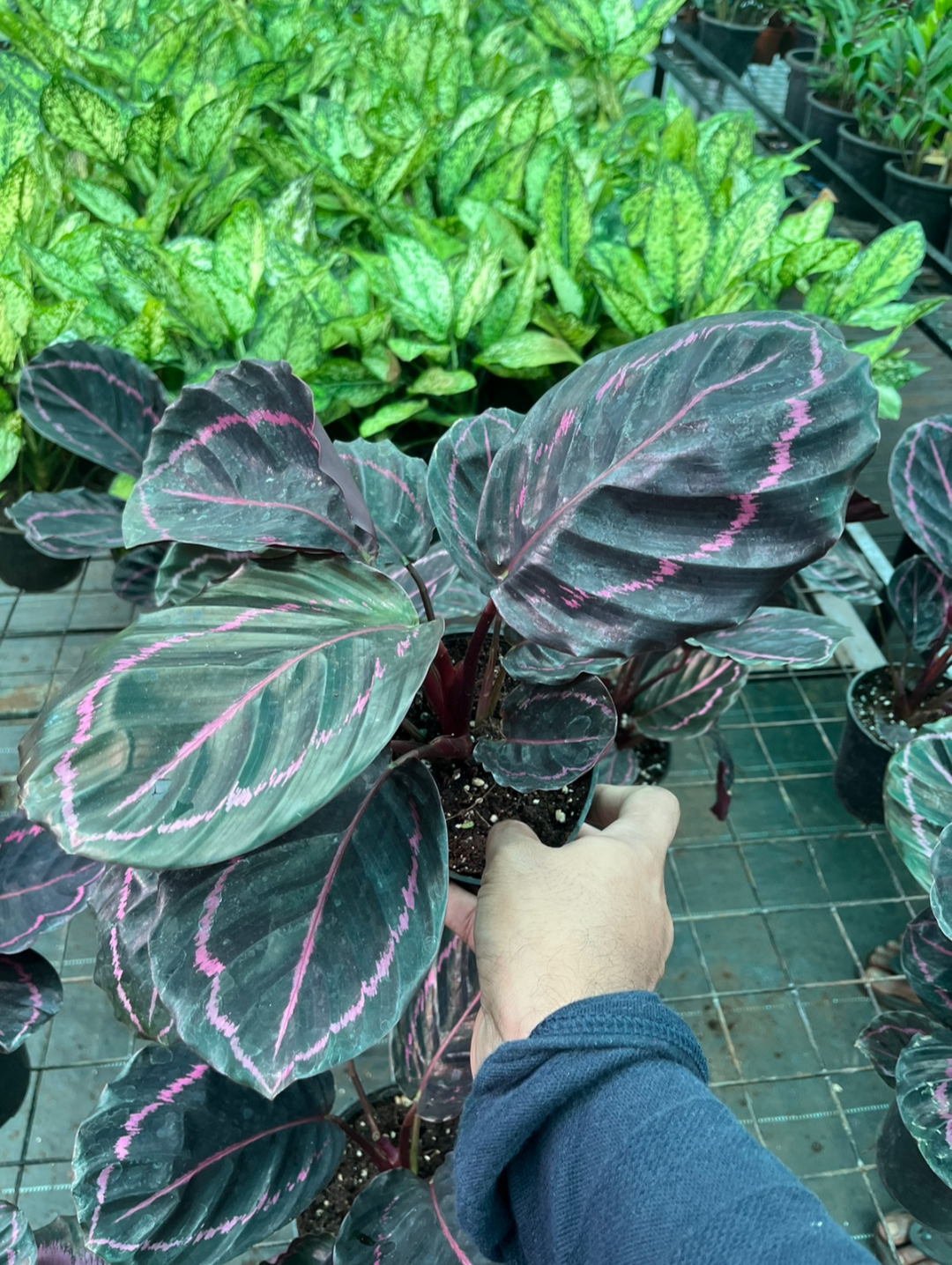 Calathea Dottie.