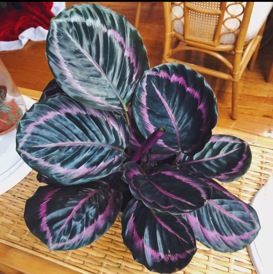 Calathea Dottie.