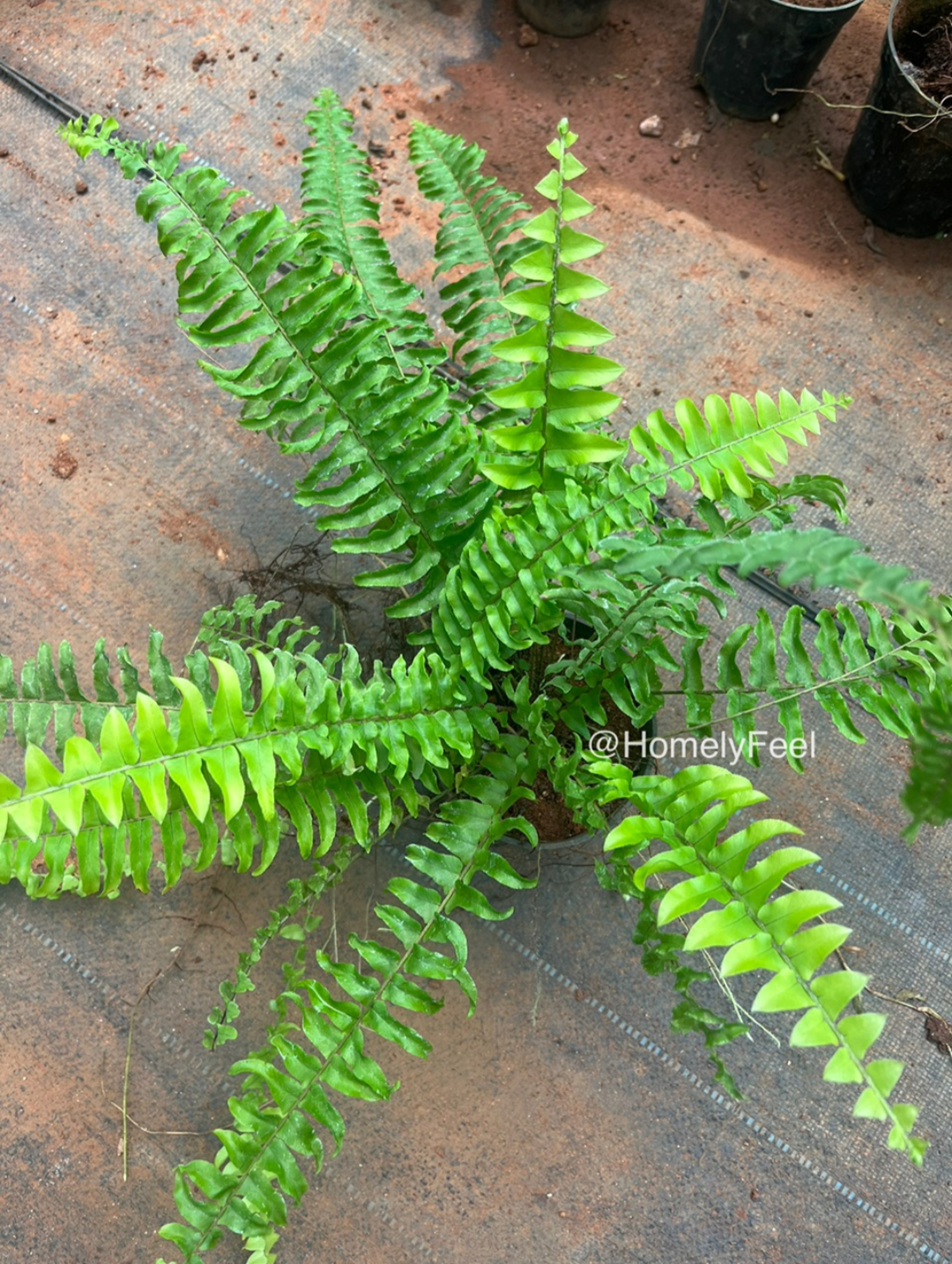 Boston Fern Long Leaf